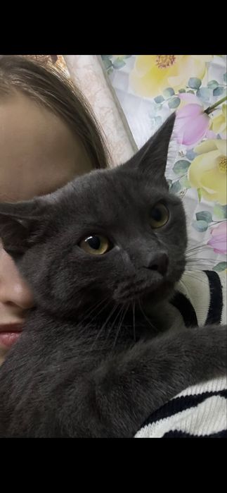 Отдам кошку в добрые руки