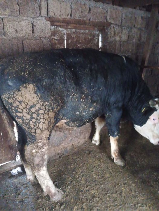 Vand taurasi de vanzare