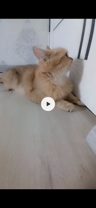 Mushuk Sotilvoti Skotish Fold Va Shinshila.