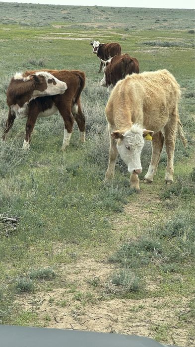 Продаются телята годовалые