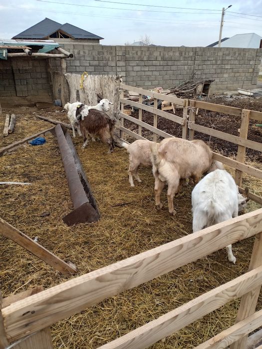 Заанен ешкі сатылады