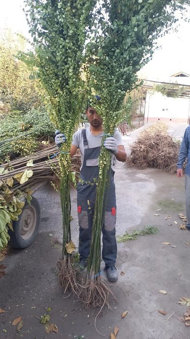 Японская сафуро 1,5 метрдан 2,5 метргача