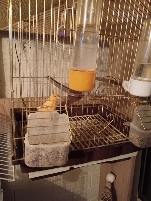 Канарчетата за продан