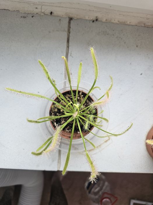 Planta carnivora Drosera albino giant
