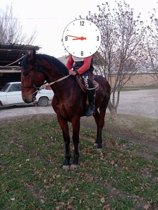 Тай жылкы жеребец