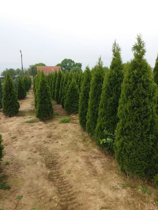 Vindem tuia smaragd de mai multe dimensiuni