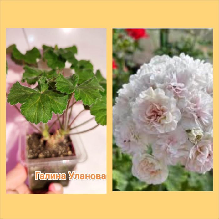 Продам герань , разная