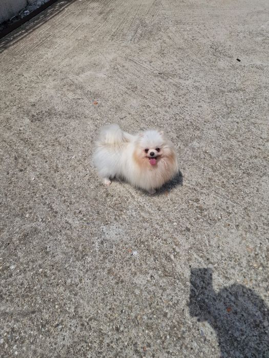 Fetita pomeranian