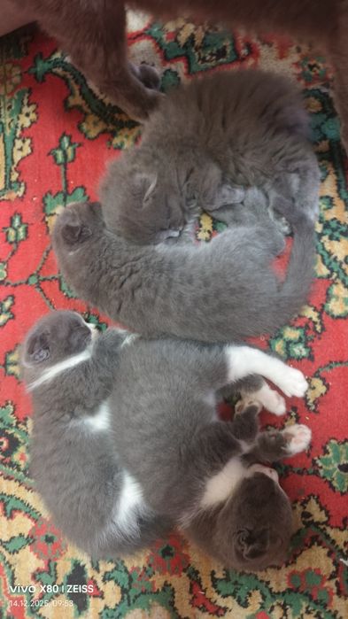 Продаётся котята 1,5 месяца