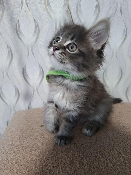 Котята   Мей Кун