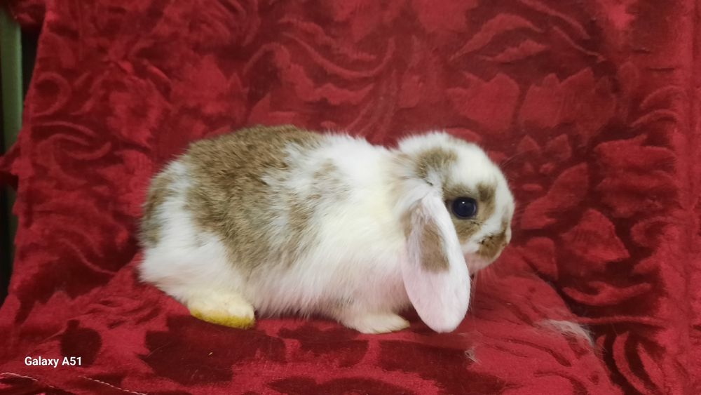 Срочно продаются крольчата.