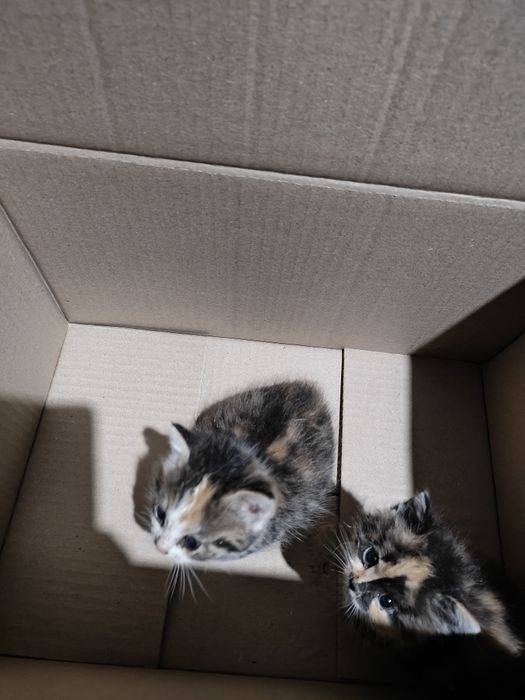 Котята бесплатно