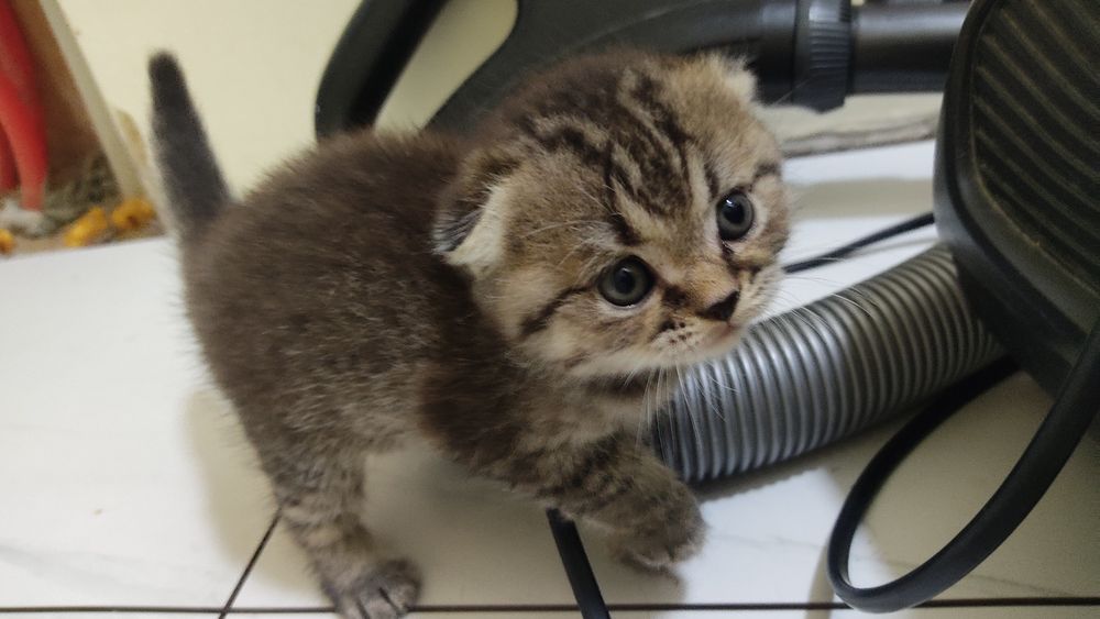 Котенок 1,5месяц