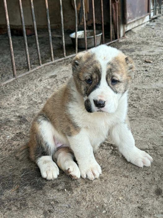 Кученца Алабайчета