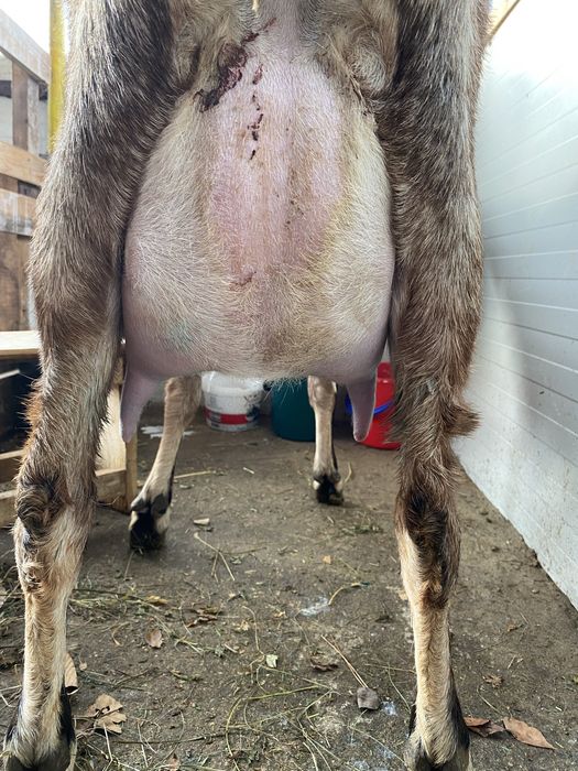 Lapte proaspat de capra