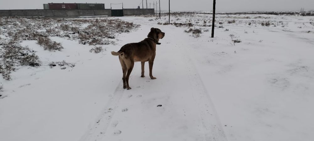 Алабай алабай төбет