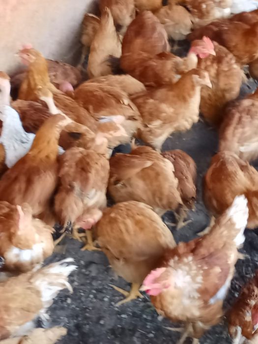 Vand puicuțe și cocosi