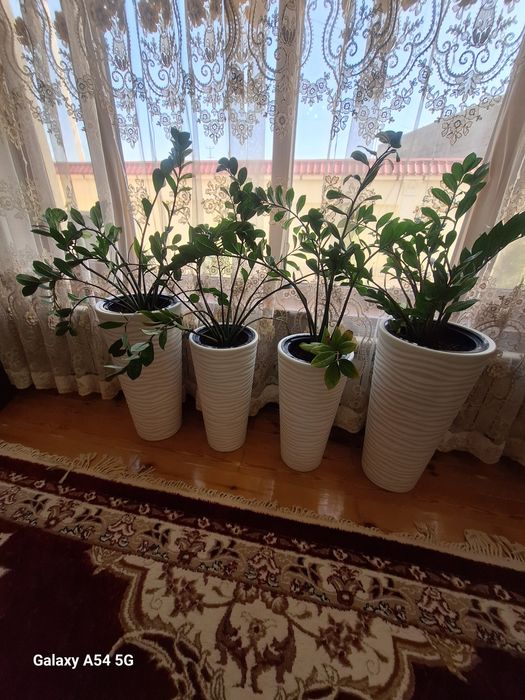 Продаются домашние цветы