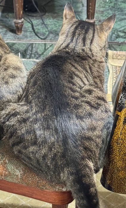 ! ПРОПАЛ КОТ ! Помогите найти !