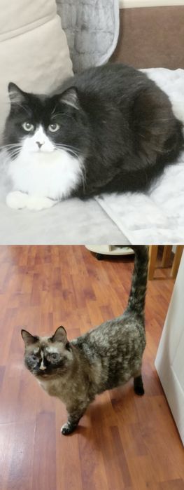 Отдам в добрые руки кошек