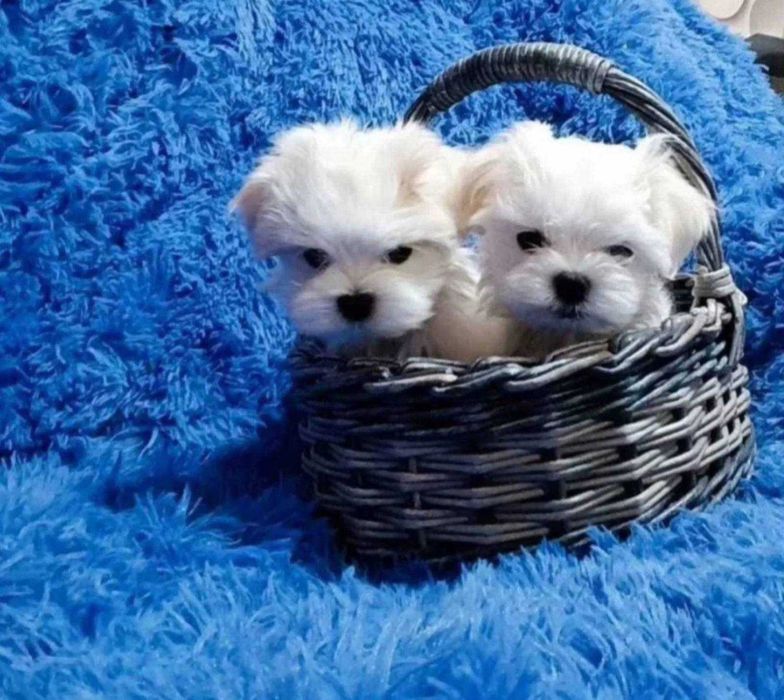 Малтийска болонка топ мини