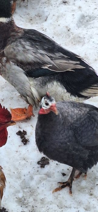 Vând masculi de bibilica