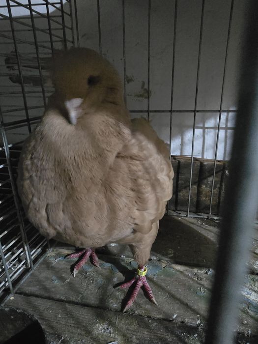 De vanzare femelă king