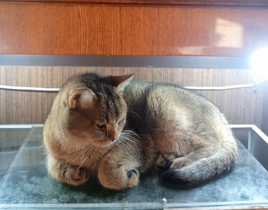 Срочно отдам котика золотая шиншила