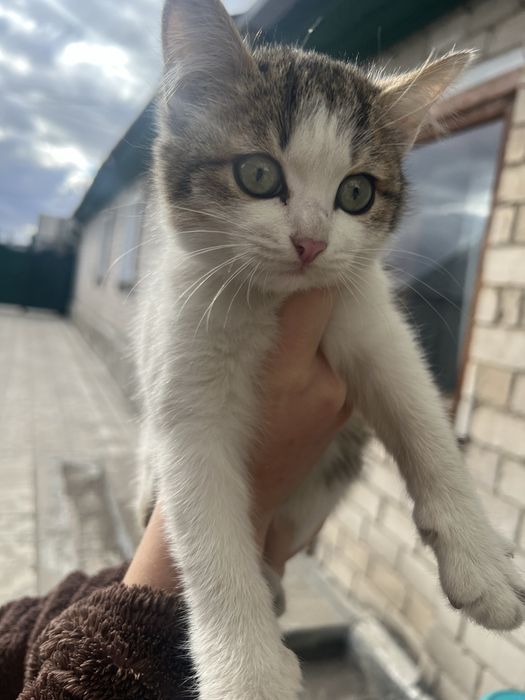 Отдам котят в добрые руки