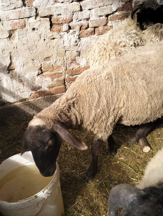 Vând mieluță și berbecuț de anul acesta