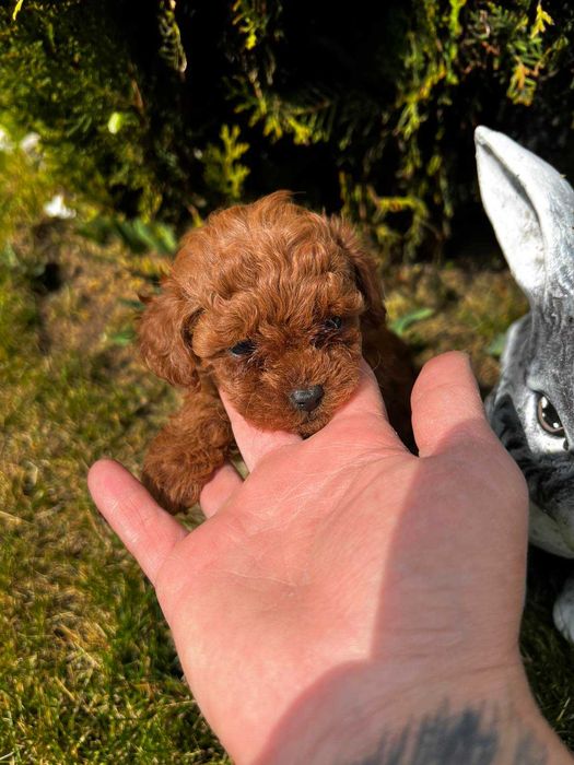 Пудел той,Poodle toy