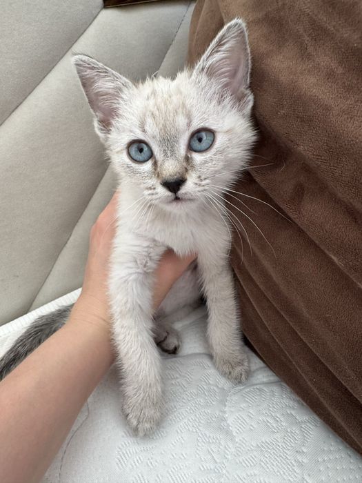 Продаётся котёнок