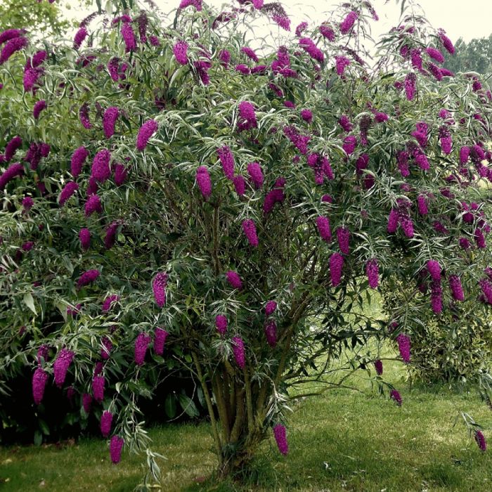 Liliac de vara in 3 culori