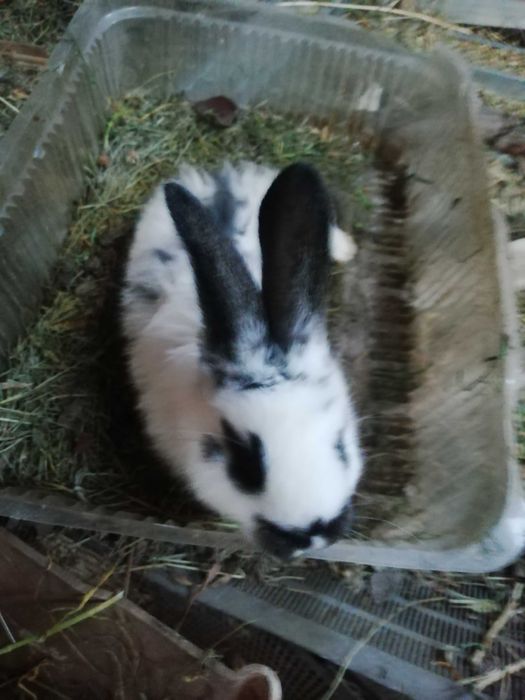 Кролики  продам  разных пород