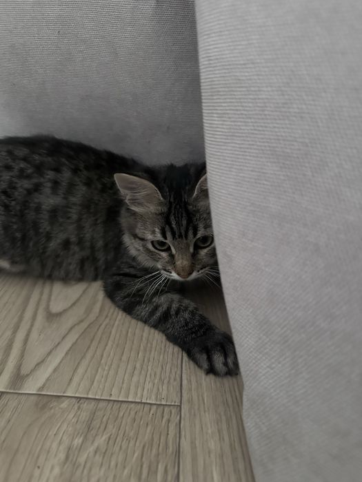 Отдам котенка в добрые руки
