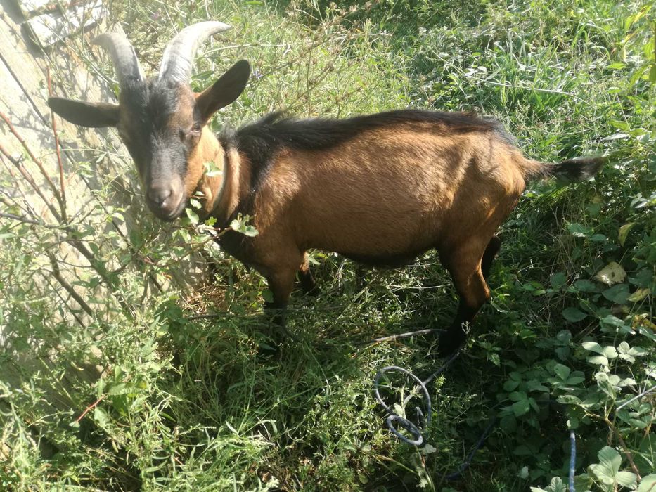 Vand țap alpin francez