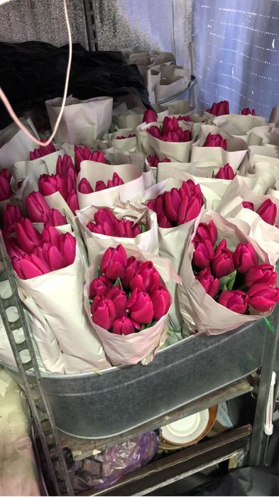 Тюльпаны -Белорусь.крупные высота стебля 60см.