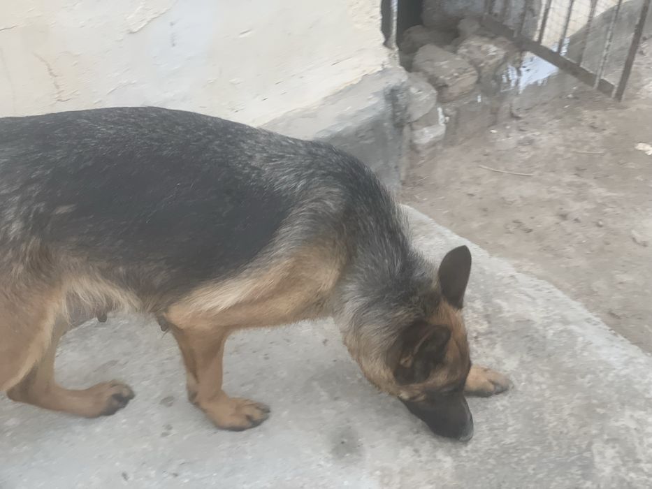 Nemeschkiy Apcharka sotiladi