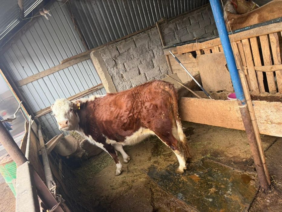 Хозяйство коровы