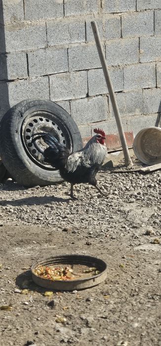 Кораз сатам арзан бағада