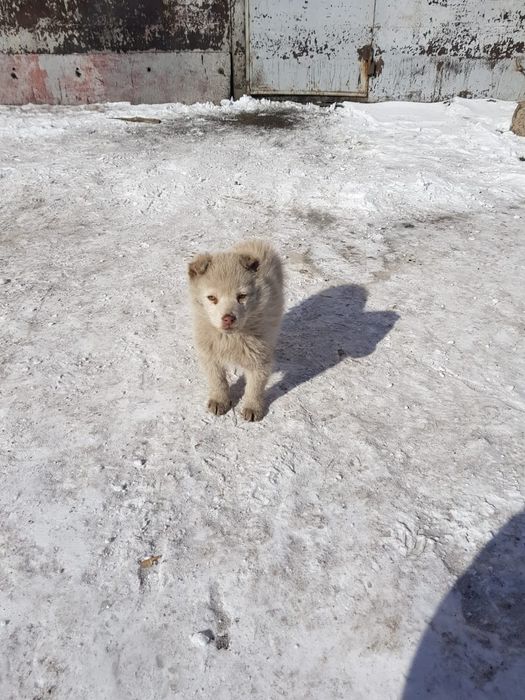 Ищем щенятам дом