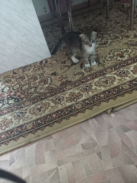 Отдам котят в добрые руки