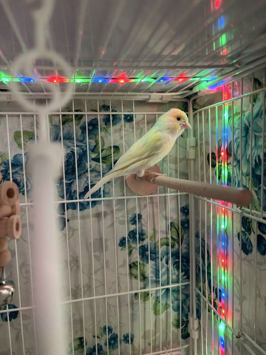 Продам самку канарейки