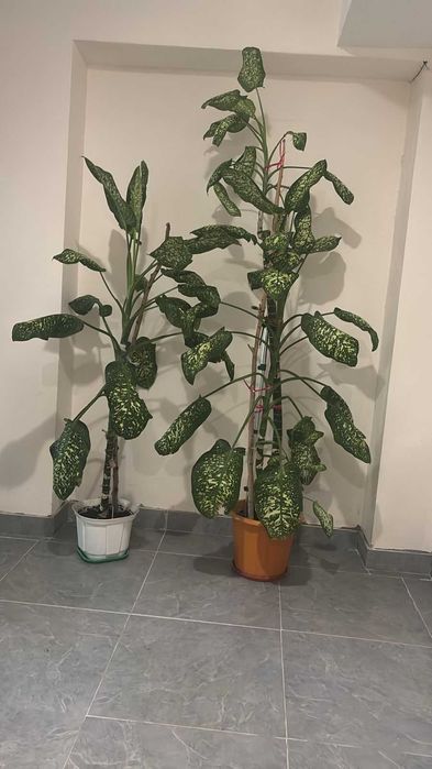 Цветы продам в количестве 2х штук