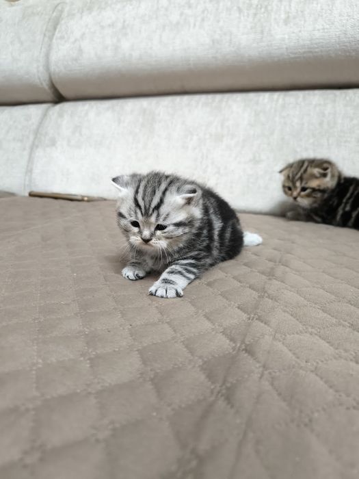 Продам шотландских котят