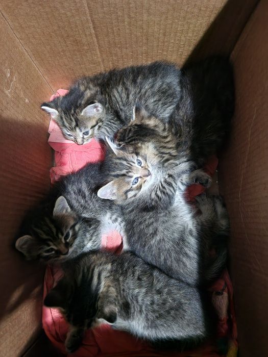 Шотландские котята