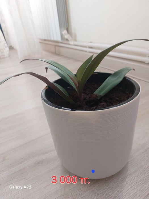 Комнатные цветы от 3 000