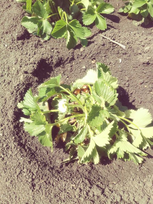 ПРОДАМ рассаду виктории сорт ЛОРД