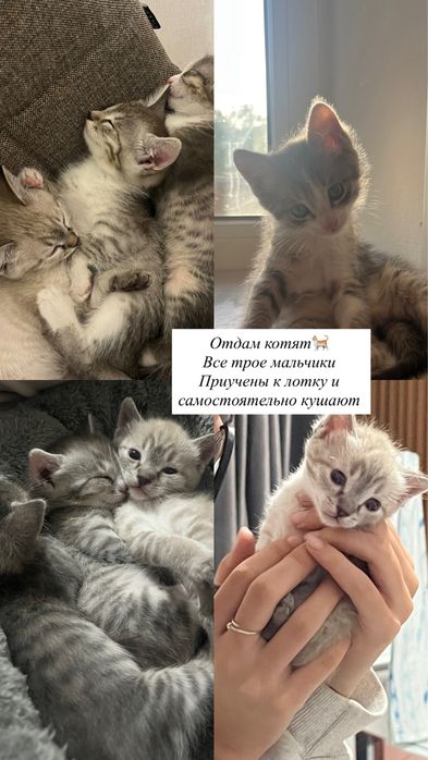 Котята, мальчики