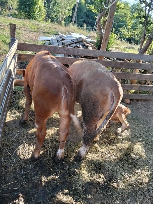 Vând vițelușe de 4 luni